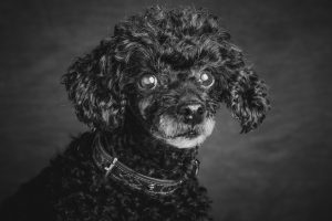 Hundporträtt i svartvitt