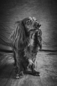 Hundporträtt i svartvitt helkropp